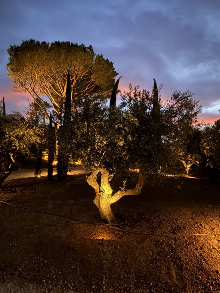 Oliviers et pin parasol au crépuscule — Golfe de Saint-Tropez, par B.V.E électricien